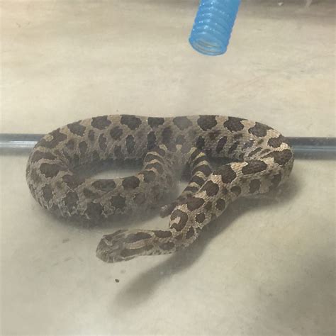 Nebulizer Treatment for Snakes – Illinois Distributed Museum