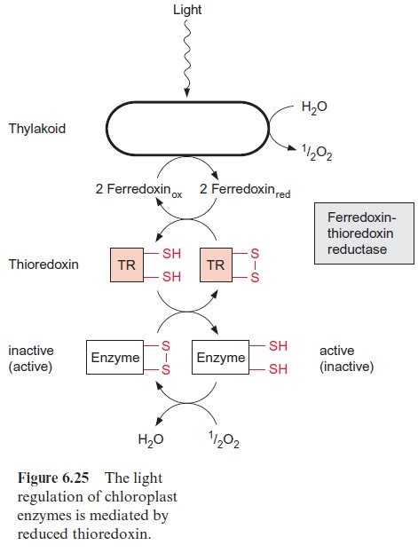 Reductive And Oxidative Pentose Phosphate Pathways Are Regulated