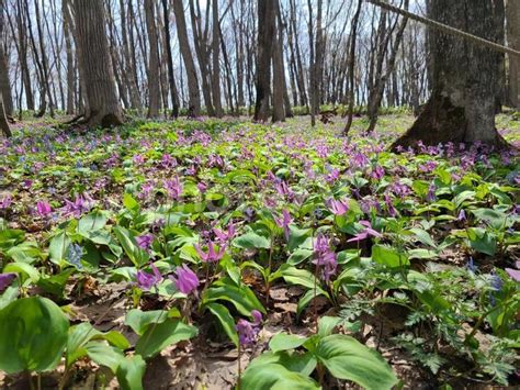 カタクリ 北海道 旭川市 男山自然公園 No 30181666｜写真素材なら「写真ac」無料（フリー）ダウンロードok