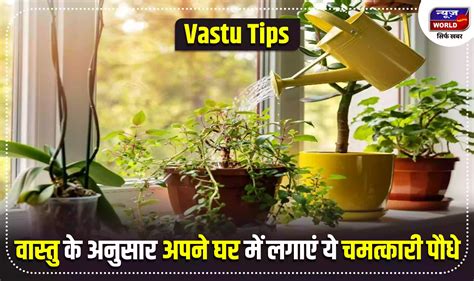 Vastu Tips वास्तु के अनुसार अपने घर लगाएं इन चमत्कारी पौधों को मिलेगा लाभ