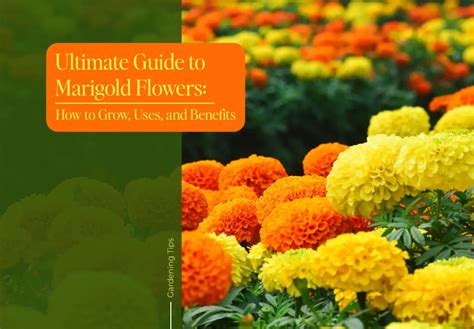 Ultimate Guide To Marigold Flowers How To Grow Uses And Benefits