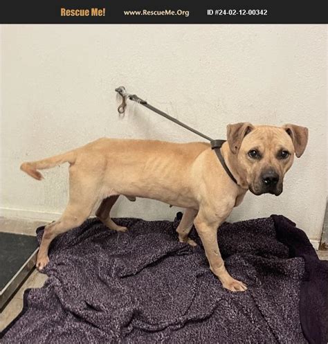 ADOPT 24021200342 Black Mouth Cur Rescue Highlands County FL