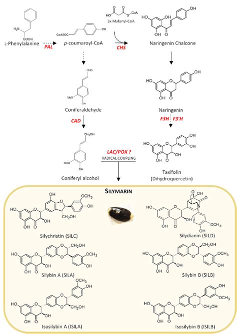 Partial Scheme Of The Silymarin Silm Flavonolignans Biosynthesis