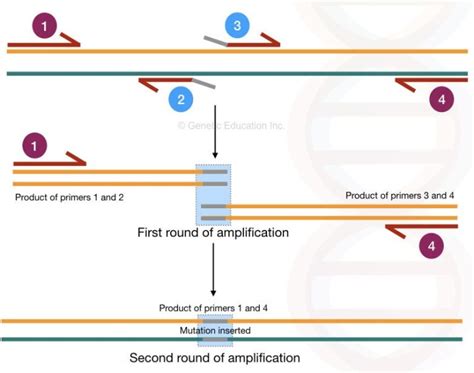 Site-Directed Mutagenesis: Methods and Applications | Genetic Education