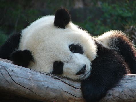 Sleeping Baby Panda