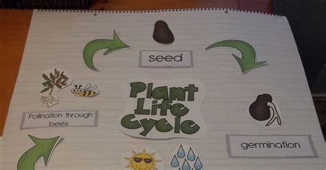 Plant Life Cycle Fun