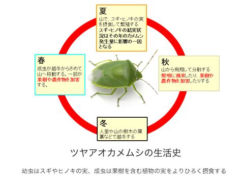 大量発生しているツヤアオカメムシの生態と対策【2023年9月】 公益財団法人 いたみ文化・スポーツ財団