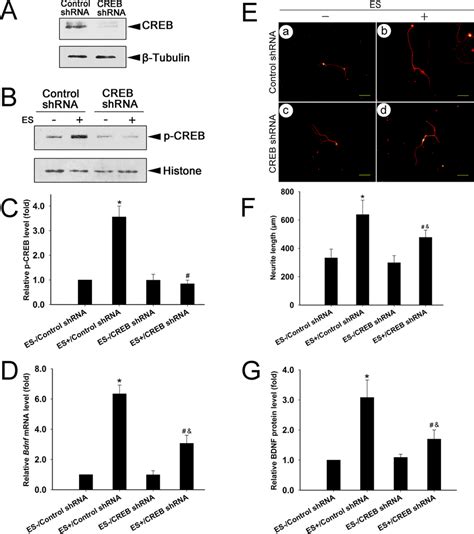 P Creb Is Involved In Es Induced Bdnf Mrna Transcription And Neurite