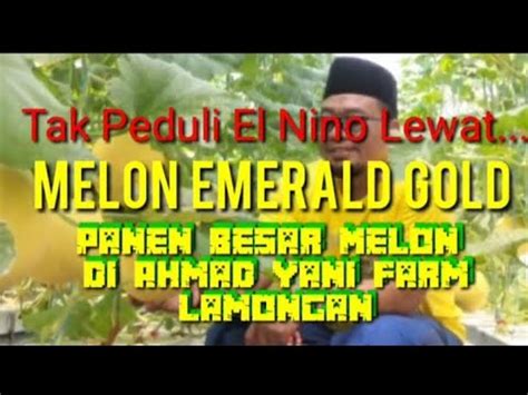 Melon Anti El Nino Panen Besar Melon Emerald Gold Di Ahmad YANI Farm