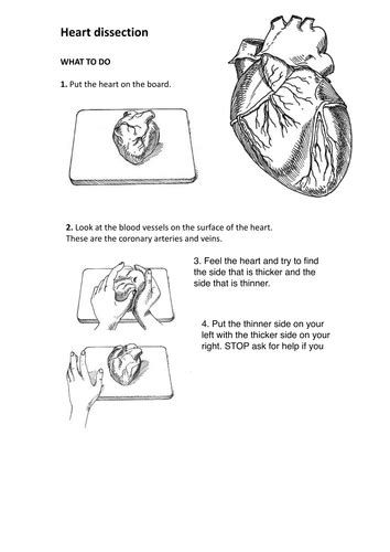 Heart Dissection Teaching Resources