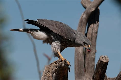 Gray Hawk I Photograph By Ana Gonzalez Fine Art America