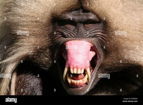 Scary Baboon High Resolution Stock Photography and Images - Alamy