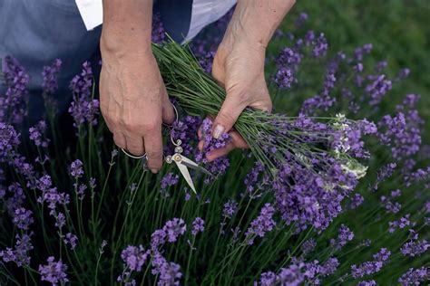 Plantas aromáticas 10 espécies para perfumar a casa Smart Casa Vogue