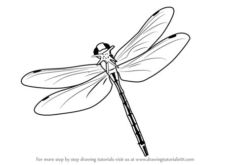 Dragonfly Line Drawing at PaintingValley.com | Explore collection of Dragonfly Line Drawing