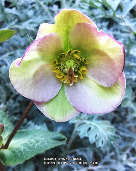 Photo Of The Bloom Of Lenten Rose Helleborus X Hybridus Frostkiss