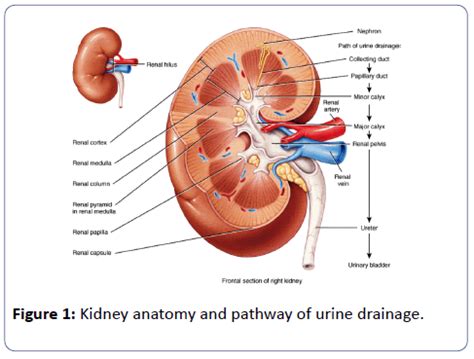 Human Testicle Cut In Half Telegraph