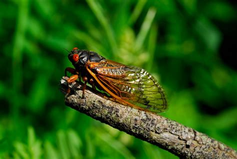 Cicada Broods Emerge Together For A Rare And Fascinating Event Savatree