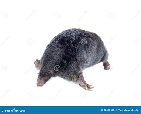 Animal Earthen Mole on a White Background. Stock Photo - Image of mammal, nature: 226584014