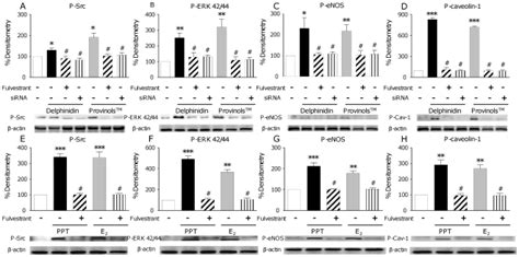 Activation Of No Pathway Induced By Provinols™ Delphinidin Ppt And