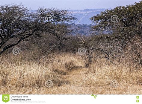 Close Up Of Dry Arid Grass And Bush Vegetation Stock Photo Image Of