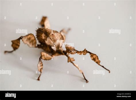 Female Juvenile Spiny Leaf Insect Stock Photo Alamy