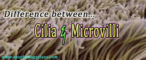 Difference Between Cilia And Microvilli Easybiologyclass - Riset