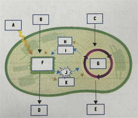 Bio II Chapter 8 Cellular Energy Flashcards Quizlet