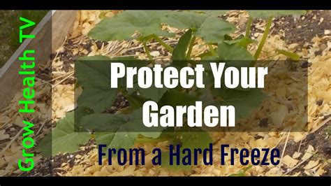 How To Protect Your Garden From Freeze Damage By Grow Health Tv Youtube