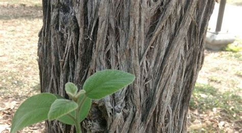 Rbol Anacahuita La Joya Verde De Monterrey Conciencia Ecol Gica