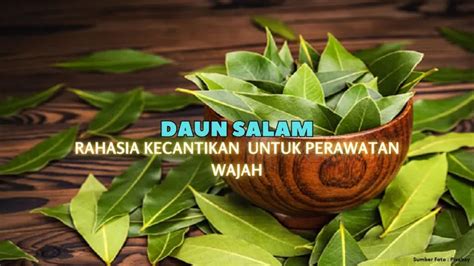 Rahasia Kecantikan Tersembunyi Mengungkap Manfaat Daun Salam Untuk