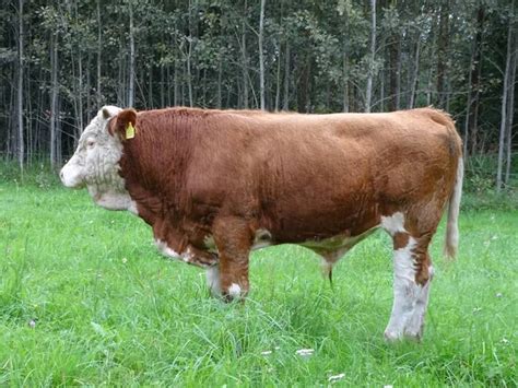 french simmental stock  royalty  french simmental images