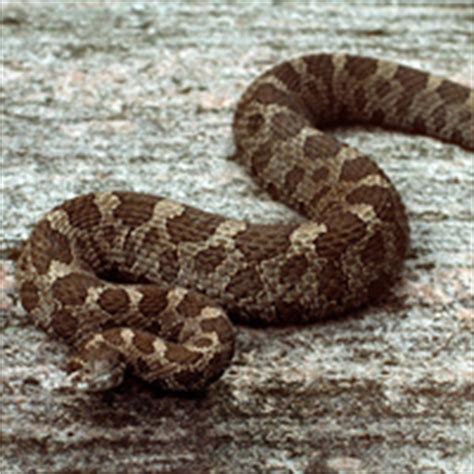 Massasauga rattlesnake | ontario.ca