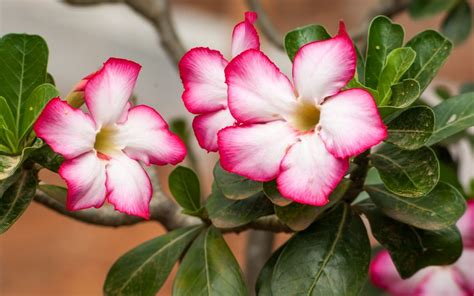 Dessa Vez Voc Consegue Aprenda Como Plantar Rosa Do Deserto Na Terra