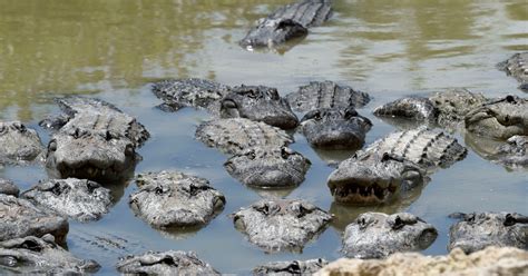 Alligator Attacks Homeless Man in Florida | TIME