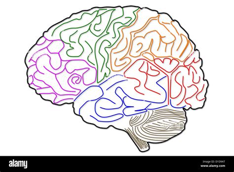 La Estructura Del Cerebro Humano Fotografía De Stock Alamy