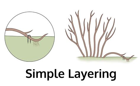 Layering and its types - Overall Science