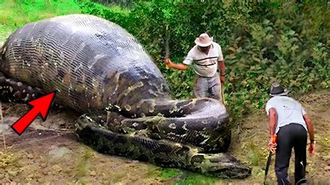 Workers Spot Giant Snake You Wont Believe What They Found Inside