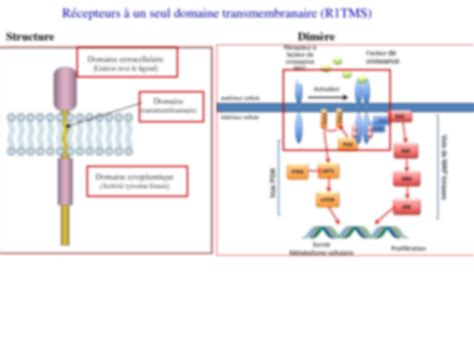 SOLUTION R Sum Rtk Biologie Mol Culaire 2021 Studypool