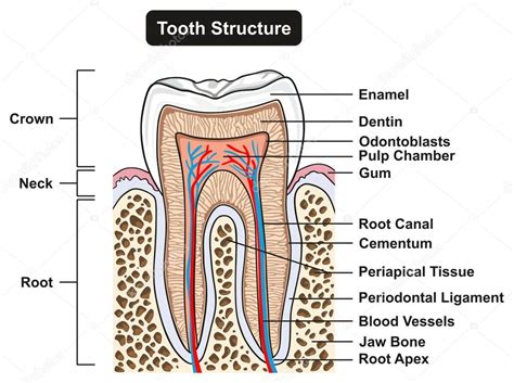 Cross Section Of Tooth Labeled Tooth Cross Section Anatomy All Parts