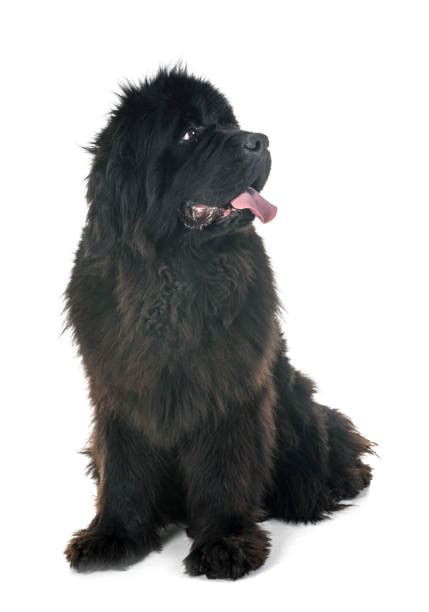 White Newfoundland Dog Stock Photos, Pictures & Royalty-Free Images ...