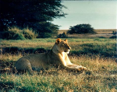 Amboseli Sunrise — Ted Schiffman Photography