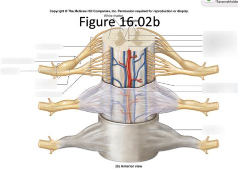 Layers Of Spinal Cord With Roots Ganglions Diagram Quizlet