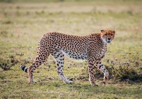 4 Days Wildebeest Calving Migration Safari - Manyara & Ngorongoro Crater