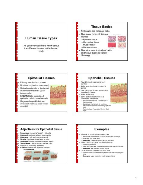 Types Of Tissues Worksheets