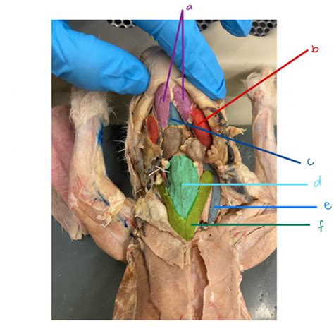 Anatomy Lab Test 2 Rabbit Flashcards Quizlet