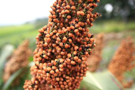 Sorgum Gandrung Asal Tanaman Manfaat Kandungan Budidaya