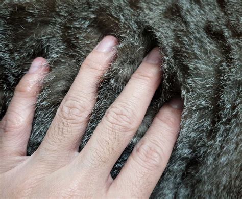 dandruff treatment for cats 1
