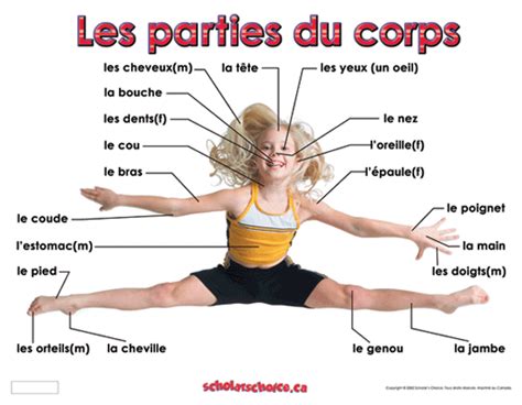 Les Parties Du Corps