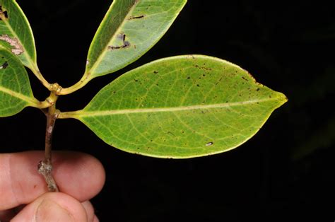 Syzygium Plant Myrtaceae Image At Phytoimages Siu Edu