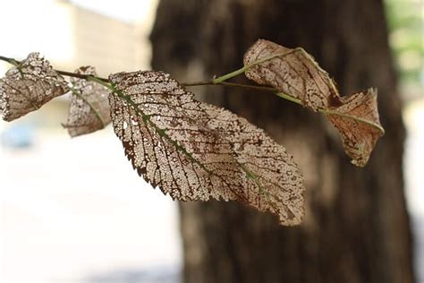 Elm Leaf Beetle Adults, Larvae and Damage…Unbelievable! | Extension ...